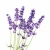 Import Lavender Essential Oil Manufacturer from India