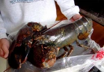 live candian lobster