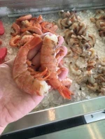 Lobster FROZEN FROZEN LOBSTER TAIL / FRESH LIVE Cold water Fresh ALIVE Lobster crayfish Ready for Export