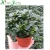 Import Natural Plant Rhododendron from China
