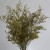 Import natural real preserved limonium flowers as flowers bounquets for florwerist from China