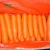 Import New crop China fresh carrot export from China