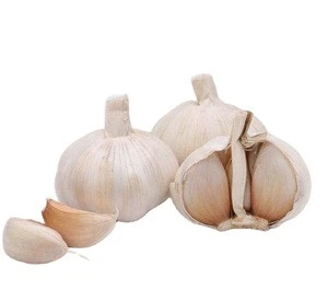 New crop red garlic fresh / garlic shippers/hybrid garlic seed
