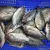 Import New Season Frozen Whole Round live Tilapia Fish Price from China