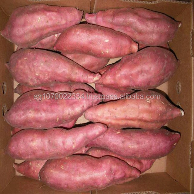No. 1 Exporter Sweet Potato from Egypt