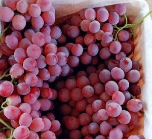 Organic Fresh Grapes Seedless