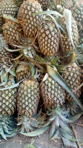 Pineapple From VietNam