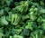 Import planting base bulk sale Fresh frozen broccoli from China