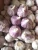 Import QUALITY FRESH GARLIC HOT SALES from South Africa
