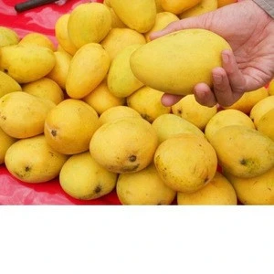 Quality Fresh Mangos , Baganpali Mangos , Pakistani Mango farm for sale