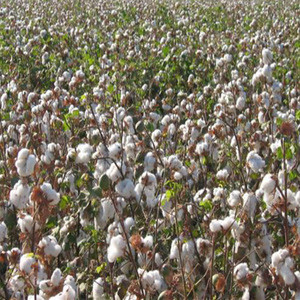 Buy Raw White Cotton Fiber A Grade For Filling from Xiamen Top Stones ...