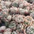 Import real succulent plants online succulents for sale from China