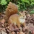 Import Resin product decorative small cute squirrel garden ornament, resin garden decor miniature animals squirrel sculpture# from China