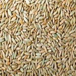Rye Grains For Sale