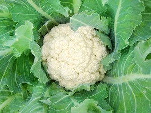 Sell Best Grade Fresh Cauliflower best price