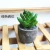Import Small Artificial Succulent plant potted with paper pulp material base for Desk decoration Room Ornament from China