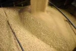 Soybean Meal, Soya Meal,Animal feed
