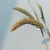 SumFlora China wholesale hot sale natural long lasting dry flowers millet for wedding decoration