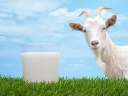 Top Quality Dried Skimmed  Powder Goat Milk Best Prices