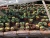 Import Trichocereus pachanoi  woody plants cactus wholesale Mini Real Cacti Live Cactus Succulent Plants indoor plant from China