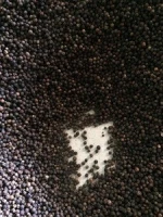 Vietnam Black Pepper Pure black Color No Mix All Approvals Natural Raw 25 to 50 Kg Bag