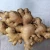 Import Vietnam Fresh Ginger, Fresh Old Ginger, Fresh Mature Ginger for processing refined ginger oil and spices . from Vietnam