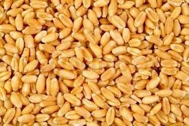 Wheat,Soft Wheat, Barley, Wheat Flour, Flour, Grains, Best Quality, Cheap, Pure,Natural, No GMO