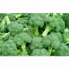 Wholesale Fresh Broccoli