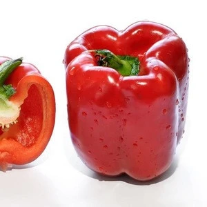 wholesale fresh red pepper sweet pepper red bell peppers with high quality