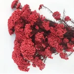 Wholesale Hot sale in 2020 Eheap Real Preserved flowers Artificial flowers and Dried flowers Rice Flower for Decoration