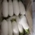 Import Wholesale natural organic healthy crispy fresh white radishes from China