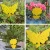 Import Yellow butterfly shape sticky glue insect fly killer traps from China
