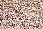 High-Quality Beans For Export in Bulk: Export Opportunities