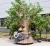 Import Customizable Artificial Animated large Size Talking Tree Tree man for Scenery land Amusement Park from China