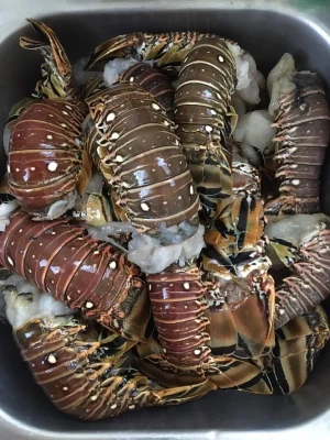 Wholesale Live Lobsters Frozen Lobster Tails / Live Lobster For Sale Lobster Tails Wholesale / Live Lob