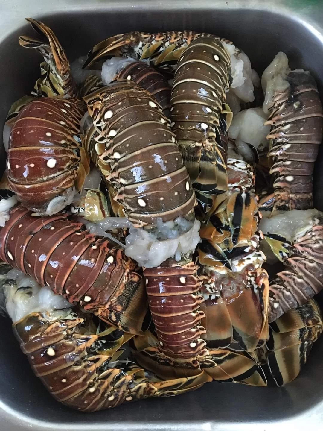 Buy Wholesale Live Lobsters Frozen Lobster Tails / Live Lobster For