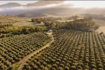Olives & Olive Oil