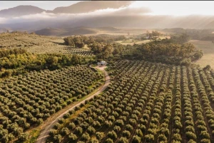 Olives & Olive Oil
