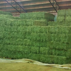 Alfalfa Hay Bales For Cattle Feed