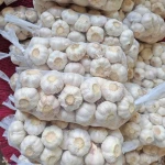 Fresh Garlic , Red Garlic, Dry Garlic , Peeled Garlic, frozen Garlic, Garlic Cloves