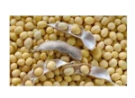 100% Natural Soybean Dry Yellow Soybeans Soya Bean/Soja/Dried Soya Bean with Bulk Packaging