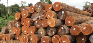 Tropical Hardwood Timber Logs
