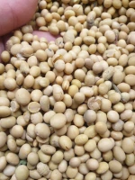 Soybean Seeds non GMO