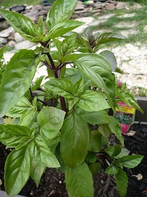 Holy Basil Leaf Powder, Ocimum tenuiflorum :