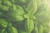 Import Holy Basil Leaf Powder, Ocimum tenuiflorum : from India