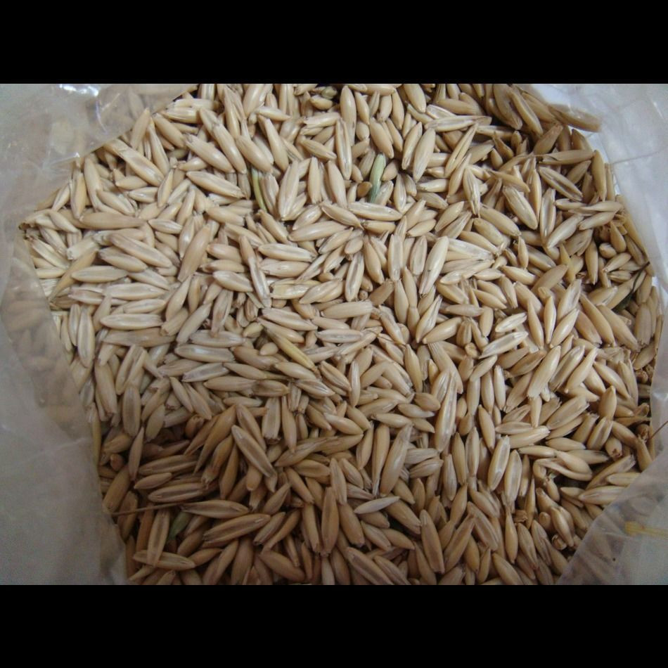 Buy Wholesale Barley Grains Best Price, Feed Barley, Barley For Animal ...