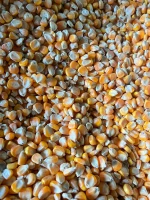 Yellow Corn for Human and Animal Feed