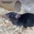 Import Terrarium Substrate - Lignocel from Poland