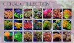 Premium Coral Indonesia