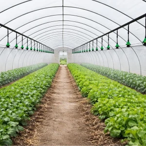 Commercial Agricultural Greenhouse